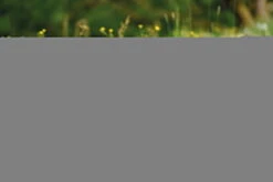 Nici 48609 Alpaka Chic Paka 48cm Stehend Plüsch Kuscheltier GREEN 11 Nici 48609 Alpaka Chic Paka 48cm Stehend Plüsch Kuscheltier GREEN -Spielzeug Verkauf 48607 14 48603 48605 48609 Milieu 2048x1366lR4UoePDrjYhq